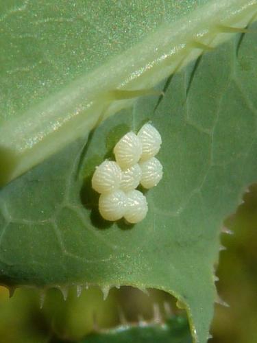 Réf. 224 507 : Hecatera dysodea